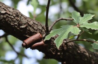 Кора дуба: простые рецепты для крепких дёсен и при диарее