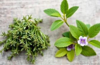 Как не подхватить бронхит: травы и простые дыхательные упражнения
